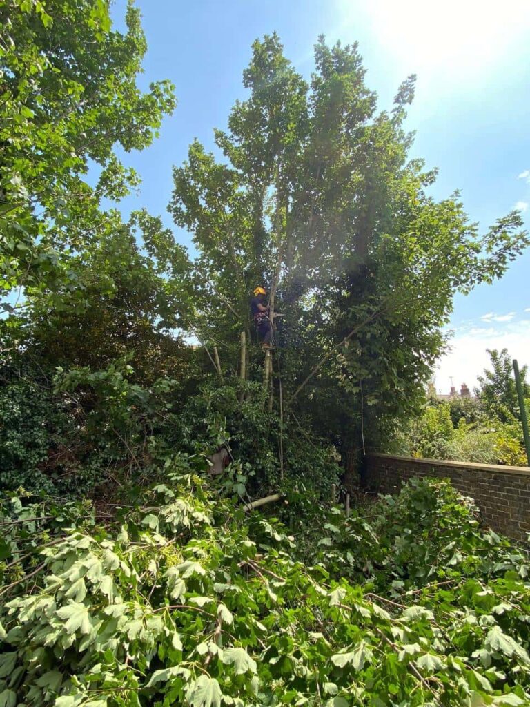 This is a photo of an overgrown garden, where the trees are being felled. There is a tree surgeon standing on the tree cutting the branches off, and there are lots of branches below him that have already been felled. Photo taken by Worlingworth Tree Surgeons.