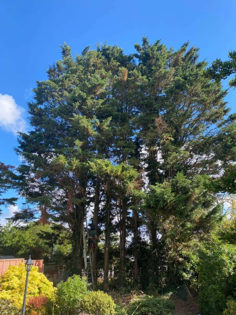 This is a photo of a garden with eight massive trees at the end of the garden. The tree surgeon is just starting work, and is carrying out a mixture of tree pruning, and crown reduction. Photo taken by Worlingworth Tree Surgeons.