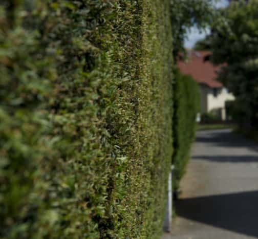 This is a photo of hedge cutting running along the front of a house and the road is also visible. Photo taken by Worlingworth Tree Surgeons.