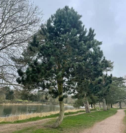 This is a photo of a well groomed tree located in a park, there is a path to the right hand side, and a lake to the left hand side. Photo taken by Worlingworth Tree Surgeons.