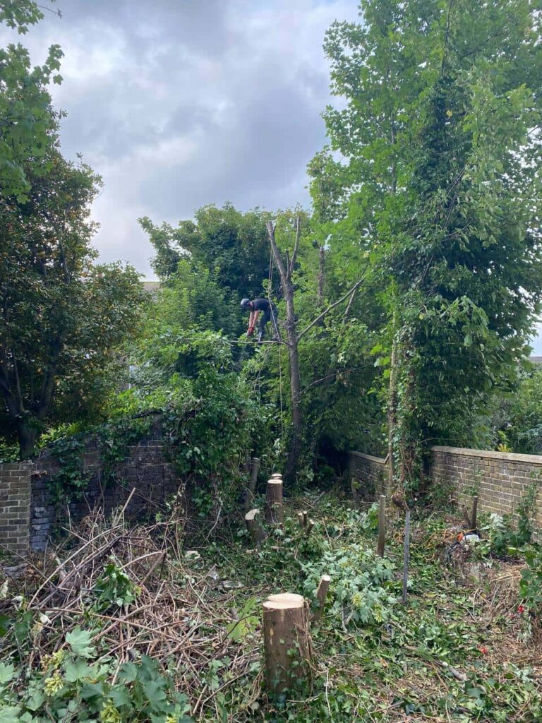 This is a photo of an overgrown garden, where the trees are being felled. Four large trees have already been felled, and there is a tree surgeon standing on the final one, about to cut it down. Photo taken by Worlingworth Tree Surgeons.