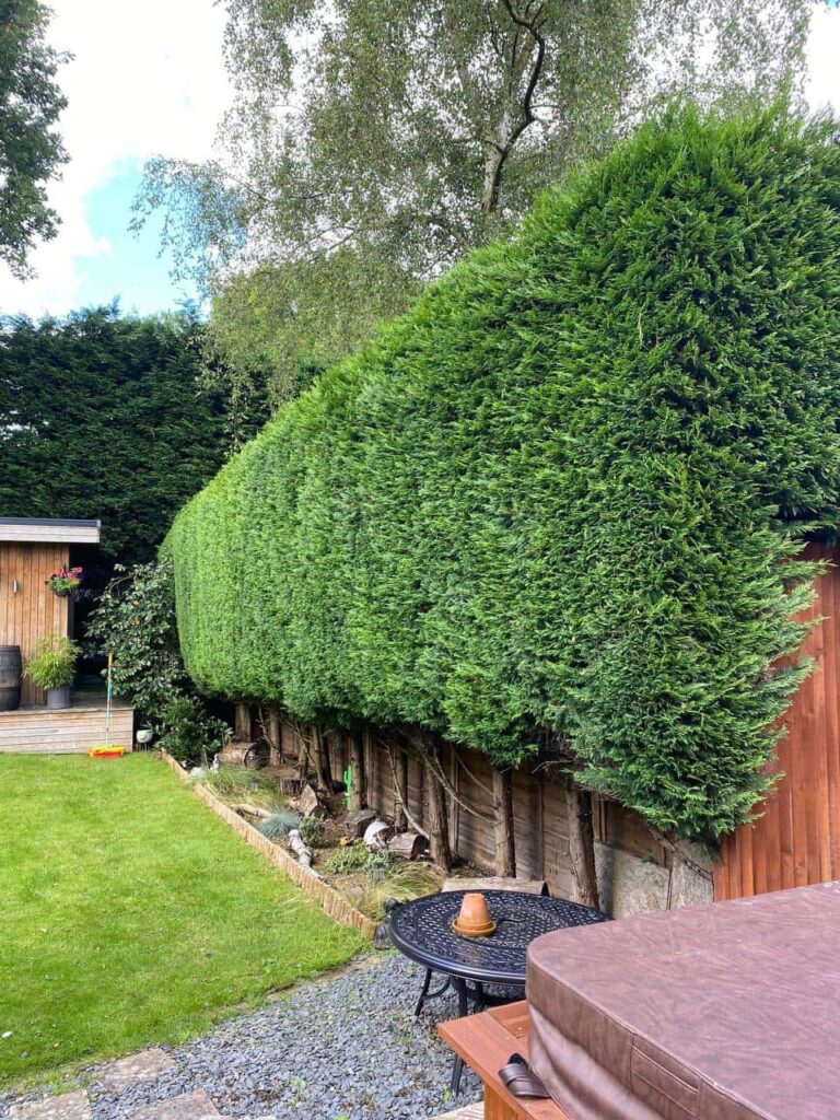 This is a photo of a hedge that has just been trimmed in a garden. The hedge is about 10 Metres long and runs along the right hand side along the garden iteslf. Photo taken by Worlingworth Tree Surgeons.