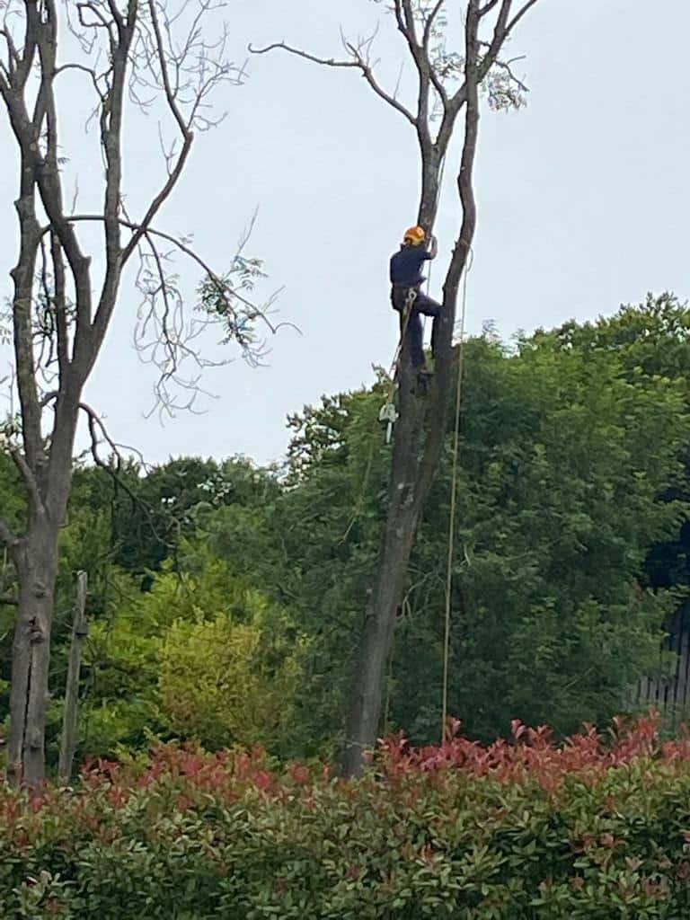 This is a photo of a professional tree surgeon who has climbed a tree, and is removing limbs from it. He is removing the tree completely in sections. Photo taken by Worlingworth Tree Surgeons.