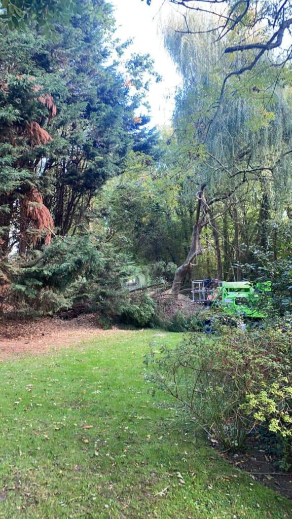 This is a photo of an overgrown garden, with many large trees at the end of it which are being felled. There is a cherry picker in the photo which is being used to gain access. Photo taken by Worlingworth Tree Surgeons.