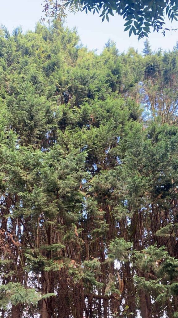 This is a photo of an overgrown garden, with many large trees at the end of it which are being felled. Photo taken by Worlingworth Tree Surgeons.